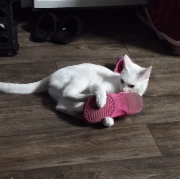 Meet your Posher, Sandibel - Picture 3 of 4